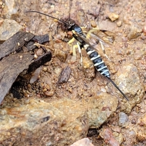 Sericopimpla sp. (genus) at Molonglo Valley, ACT - 27 Feb 2022