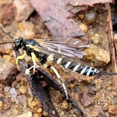 Sericopimpla sp. (genus) at Molonglo Valley, ACT - 27 Feb 2022