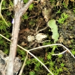 Oxyopes sp. (genus) (Lynx spider) at Mount Painter - 26 Feb 2022 by CathB