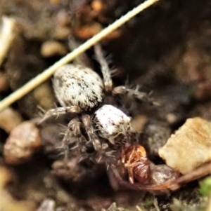 Oxyopes sp. (genus) at Cook, ACT - 26 Feb 2022