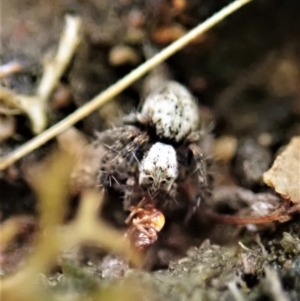 Oxyopes sp. (genus) at Cook, ACT - 26 Feb 2022