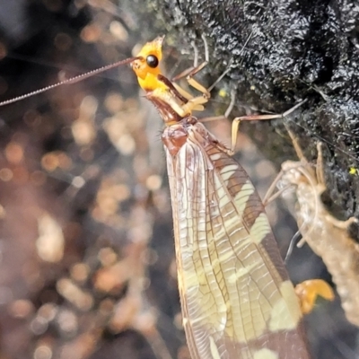 Porismus strigatus (Pied Lacewing) at Block 402 - 26 Feb 2022 by trevorpreston