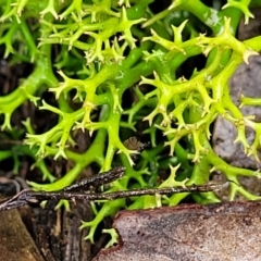 Cladia aggregata (A lichen) at Molonglo Valley, ACT - 26 Feb 2022 by tpreston