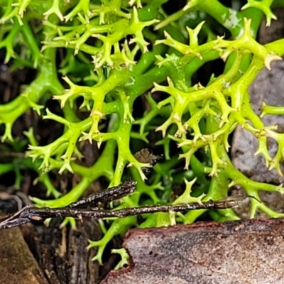 Cladia aggregata (A lichen) at Block 402 - 26 Feb 2022 by trevorpreston