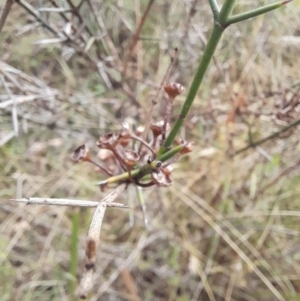 Discaria pubescens at Stromlo, ACT - 27 Feb 2022 11:11 AM