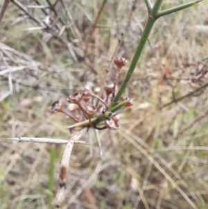 Discaria pubescens at Stromlo, ACT - 27 Feb 2022