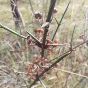 Discaria pubescens at Stromlo, ACT - 27 Feb 2022 11:11 AM