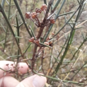 Discaria pubescens at Stromlo, ACT - 27 Feb 2022 11:11 AM