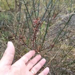 Discaria pubescens at Stromlo, ACT - 27 Feb 2022 11:11 AM