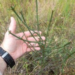 Discaria pubescens at Stromlo, ACT - 27 Feb 2022 11:11 AM