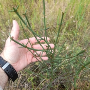 Discaria pubescens at Stromlo, ACT - 27 Feb 2022 11:11 AM