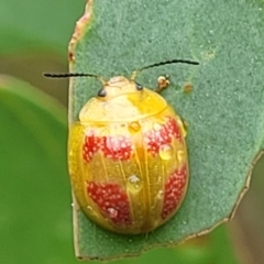 Paropsisterna fastidiosa (Eucalyptus leaf beetle) at Block 402 - 26 Feb 2022 by trevorpreston