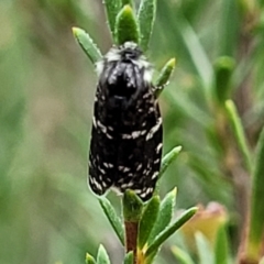 Psychanisa baliodes (A Case moth) at Piney Ridge - 26 Feb 2022 by tpreston