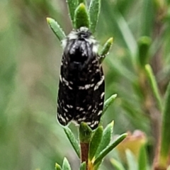 Psychanisa baliodes (A Case moth) at Molonglo Valley, ACT - 27 Feb 2022 by trevorpreston