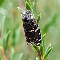 Psychanisa baliodes at Molonglo Valley, ACT - 27 Feb 2022