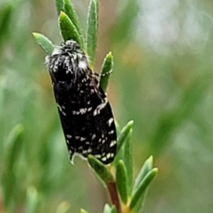 Psychanisa baliodes at Molonglo Valley, ACT - 27 Feb 2022