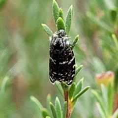 Psychanisa baliodes at Molonglo Valley, ACT - 27 Feb 2022