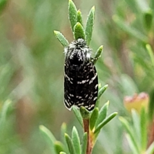 Psychanisa baliodes at Molonglo Valley, ACT - 27 Feb 2022