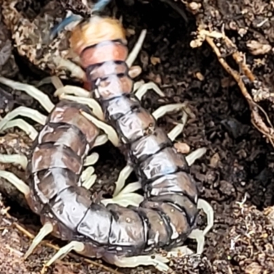 Cormocephalus aurantiipes (Orange-legged Centipede) at Bluetts Block Area - 26 Feb 2022 by trevorpreston