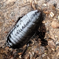 Platyzosteria melanaria (Common Eastern Litter Runner) at Denman Prospect 2 Estate Deferred Area (Block 12) - 26 Feb 2022 by trevorpreston