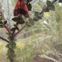 Scoliacma bicolora (Red Footman) at Stromlo, ACT - 27 Feb 2022 by VanceLawrence