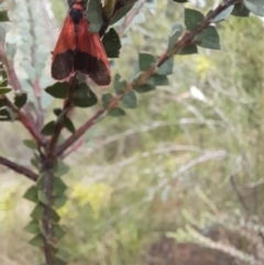 Scoliacma bicolora at Stromlo, ACT - 27 Feb 2022