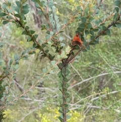 Scoliacma bicolora at Stromlo, ACT - 27 Feb 2022