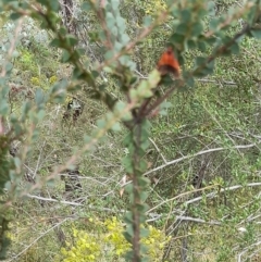 Scoliacma bicolora at Stromlo, ACT - 27 Feb 2022