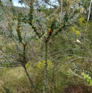 Scoliacma bicolora at Stromlo, ACT - 27 Feb 2022