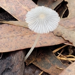 Coprinellus etc. (An Inkcap) at Block 402 - 26 Feb 2022 by trevorpreston