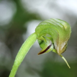 Pterostylis hispidula at suppressed - 27 Feb 2022