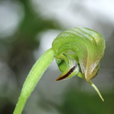 Pterostylis hispidula (Small Nodding Greenhood) at Mittagong - 27 Feb 2022 by Snowflake