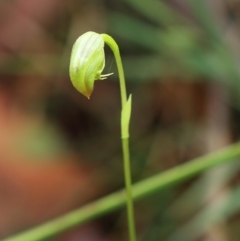 Pterostylis hispidula at suppressed - 27 Feb 2022