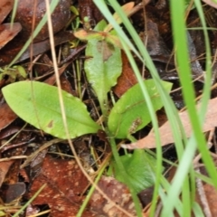 Pterostylis hispidula at suppressed - 27 Feb 2022