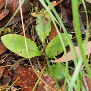 Pterostylis hispidula at suppressed - 27 Feb 2022