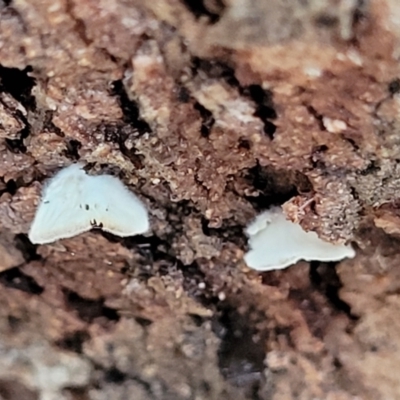 Unidentified Cap, gills below, no stem & usually on wood [stemless mushrooms & the like] at Denman Prospect 2 Estate Deferred Area (Block 12) - 26 Feb 2022 by tpreston