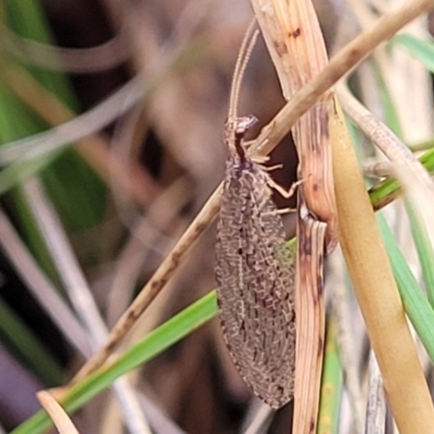 Oedosmylus tasmaniensis (Lacewing) at Molonglo Valley, ACT - 26 Feb 2022 by tpreston