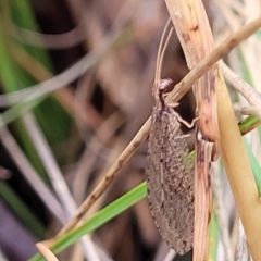 Oedosmylus tasmaniensis at Molonglo Valley, ACT - 27 Feb 2022