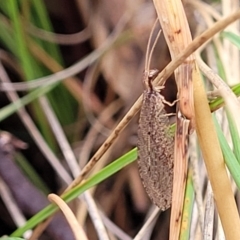 Oedosmylus tasmaniensis at Molonglo Valley, ACT - 27 Feb 2022