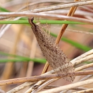 Oedosmylus tasmaniensis at Molonglo Valley, ACT - 27 Feb 2022