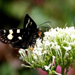 Phalaenoides tristifica (Willow-herb Day-moth) at Crooked Corner, NSW - 27 Feb 2022 by Milly