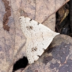 Dichromodes estigmaria (Pale Grey Heath Moth) at Denman Prospect 2 Estate Deferred Area (Block 12) - 26 Feb 2022 by trevorpreston