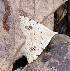 Dichromodes estigmaria (Pale Grey Heath Moth) at Molonglo Valley, ACT - 27 Feb 2022 by trevorpreston