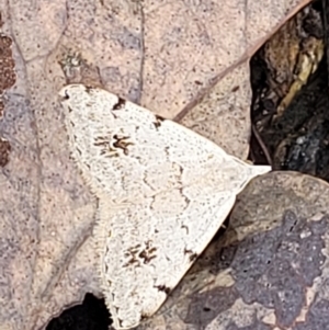 Dichromodes estigmaria at Molonglo Valley, ACT - 27 Feb 2022