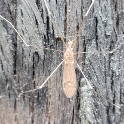 Limoniidae (family) (Unknown Limoniid Crane Fly) at Molonglo Valley, ACT - 27 Feb 2022 by trevorpreston