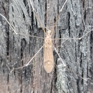 Limoniidae (family) at Molonglo Valley, ACT - 27 Feb 2022 08:35 AM