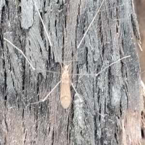 Limoniidae (family) at Molonglo Valley, ACT - 27 Feb 2022 08:35 AM