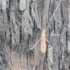 Limoniidae (family) at Molonglo Valley, ACT - 27 Feb 2022 08:35 AM