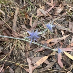 Eryngium ovinum (Blue Devil) at Stromlo, ACT - 27 Feb 2022 by JimL