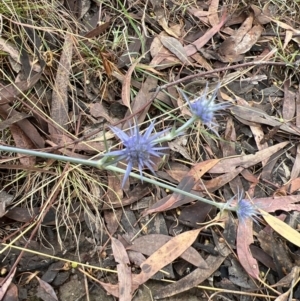 Eryngium ovinum at Stromlo, ACT - 27 Feb 2022 09:51 AM